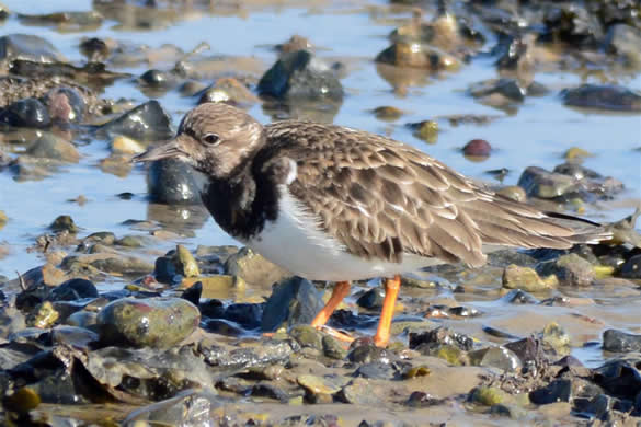 turnstone